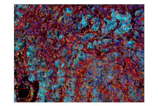 IHC-P (paraffin)